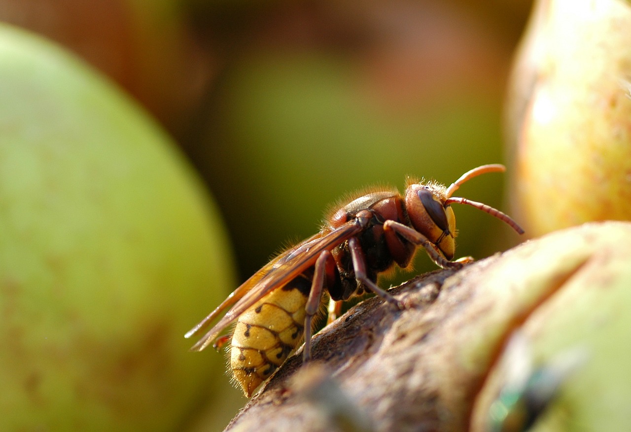 hornet insect close free photo