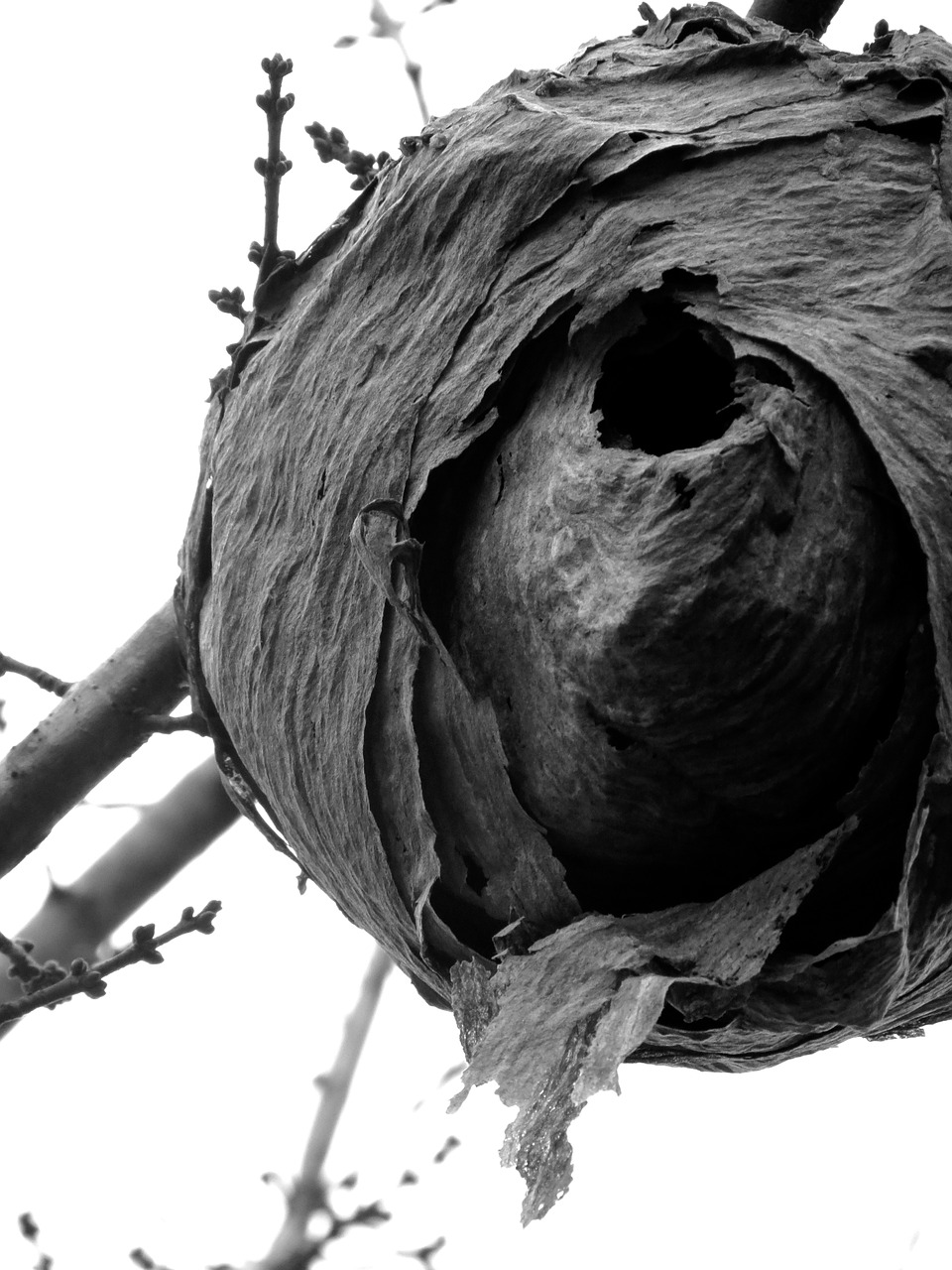 hornet nest hornet's nest free photo