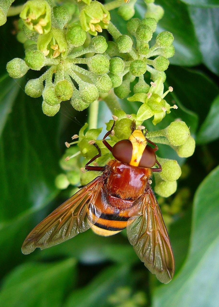 hornet mimic hoverfly volucella zonaria insect free photo
