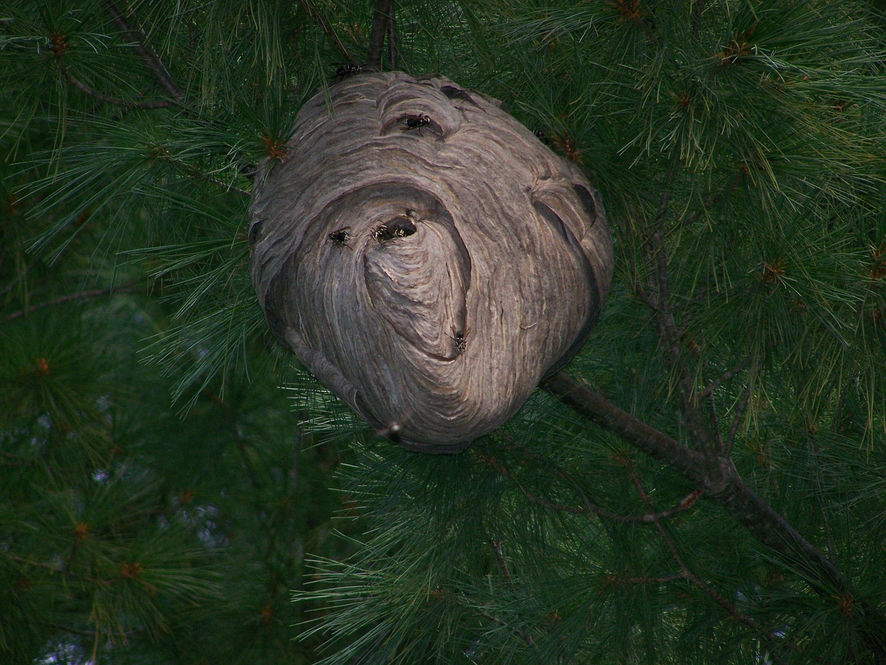 hornet nest insect fly free photo