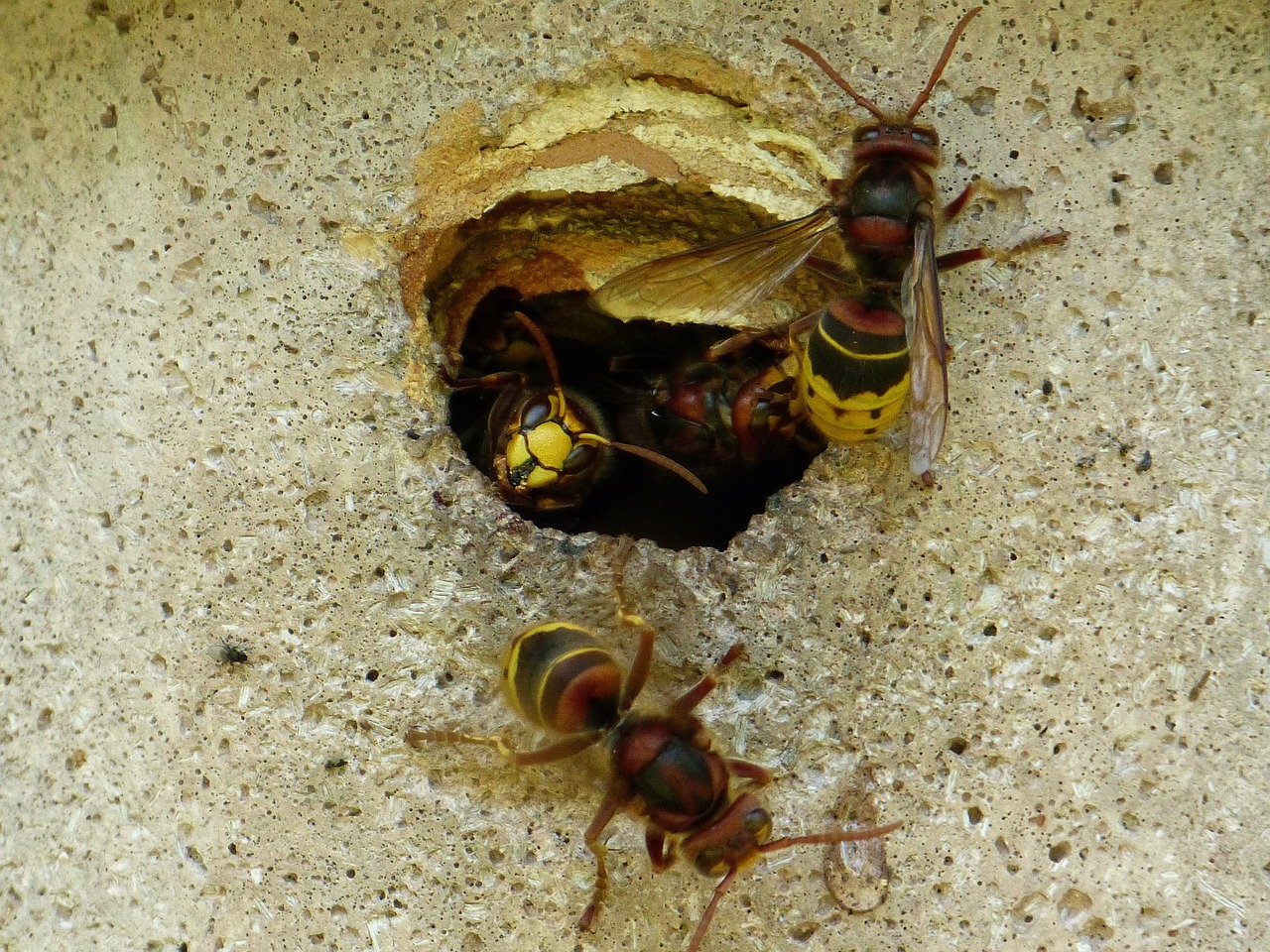 hornets vespa crabro animal free photo