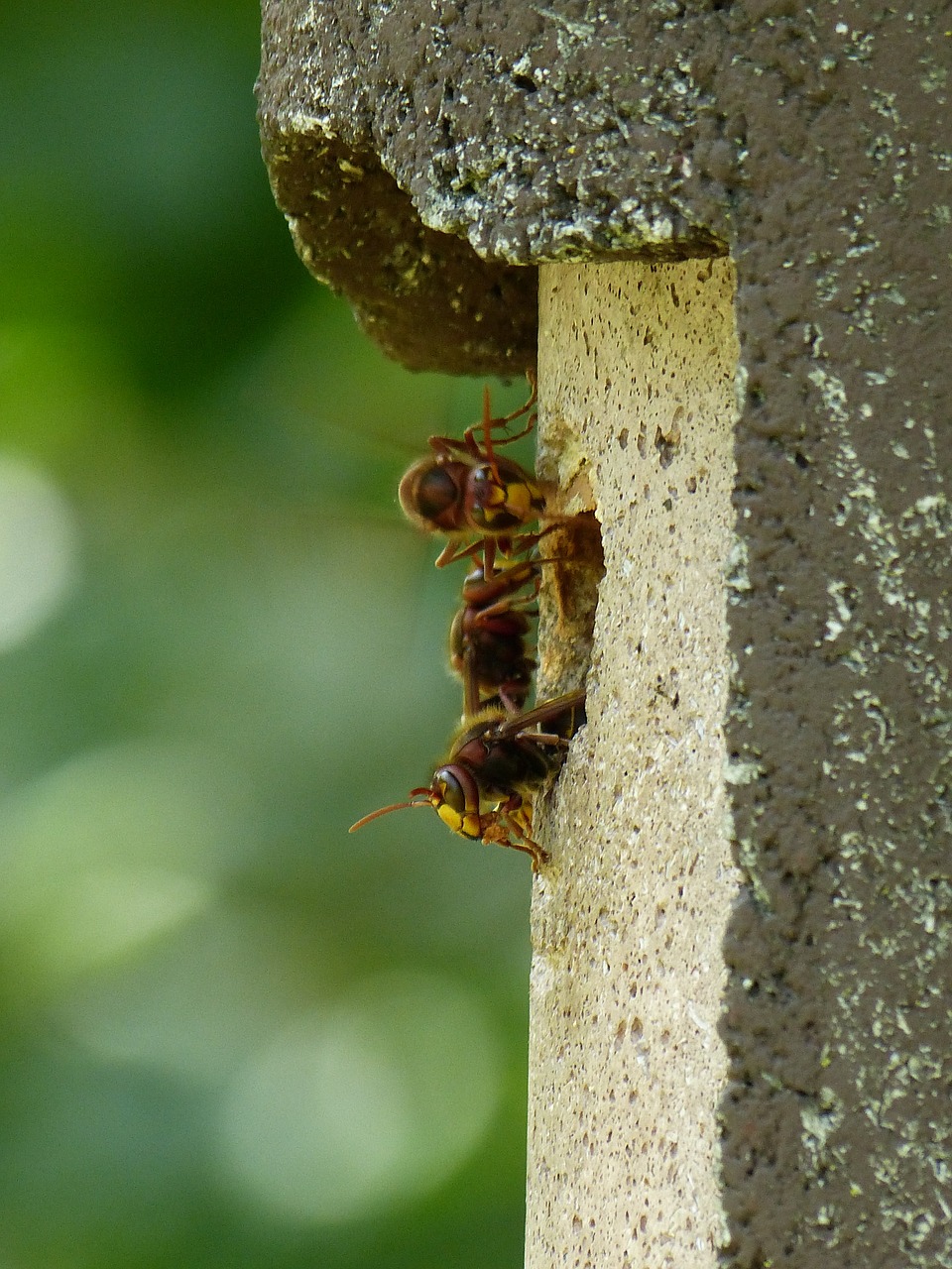 hornets vespa crabro animal free photo