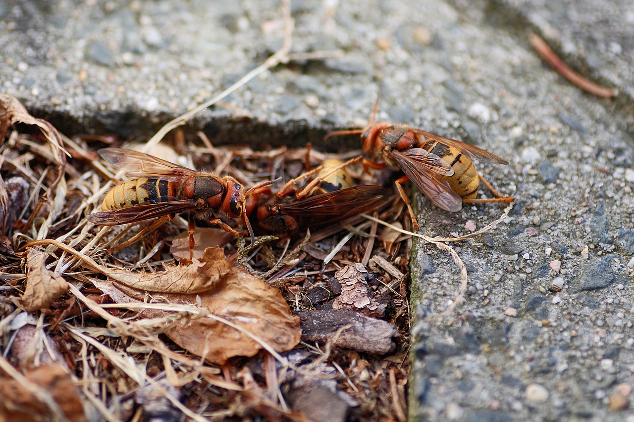 hornets  insect  hornets die free photo