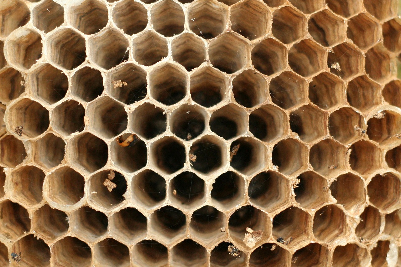 hornissennest hornets symmetry free photo