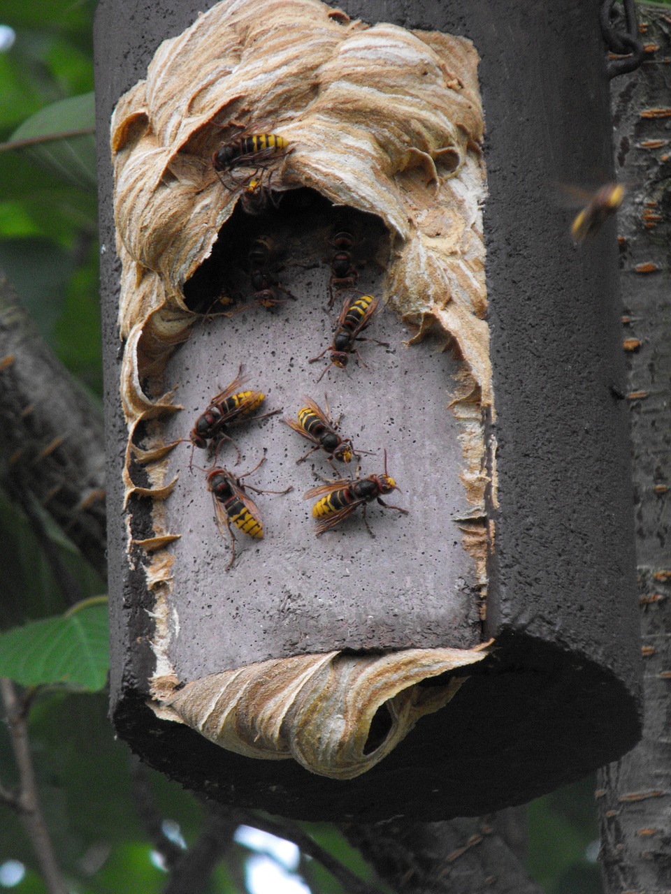 hornissennest nesting box insect free photo