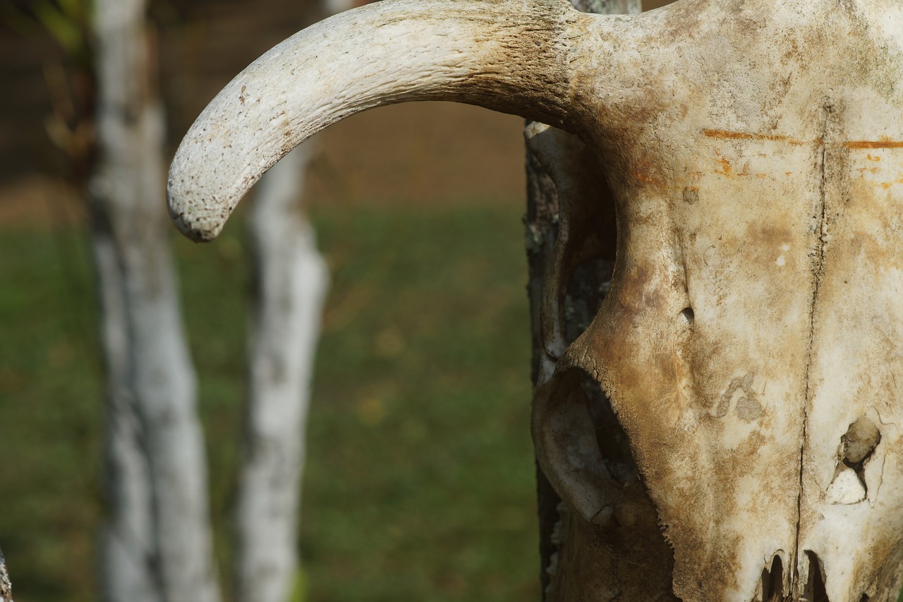 horns cow livestock free photo