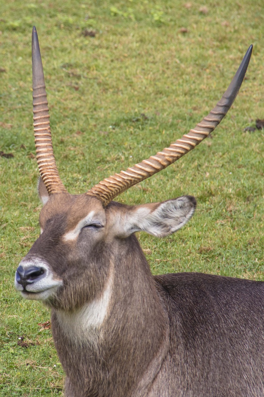 horns  cabarceno  animal free photo