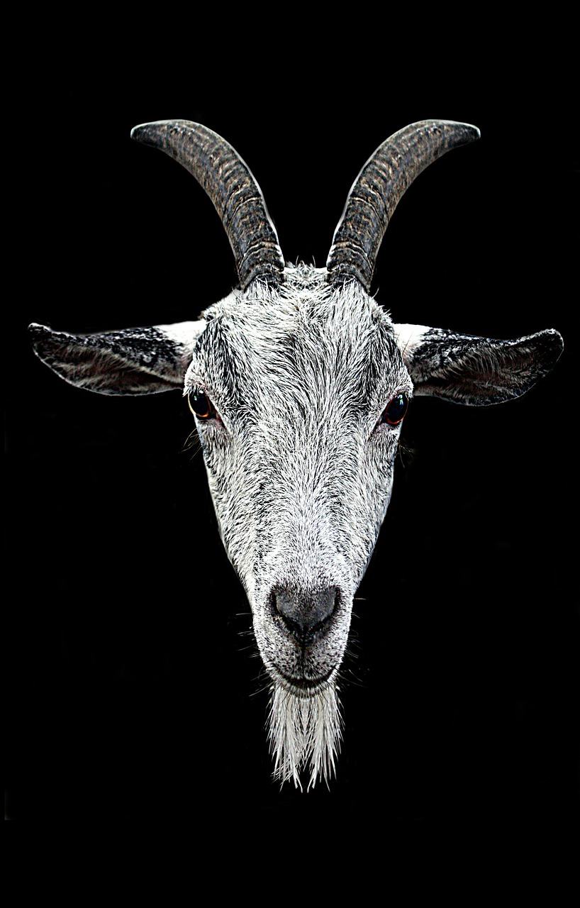 horns goat head free photo