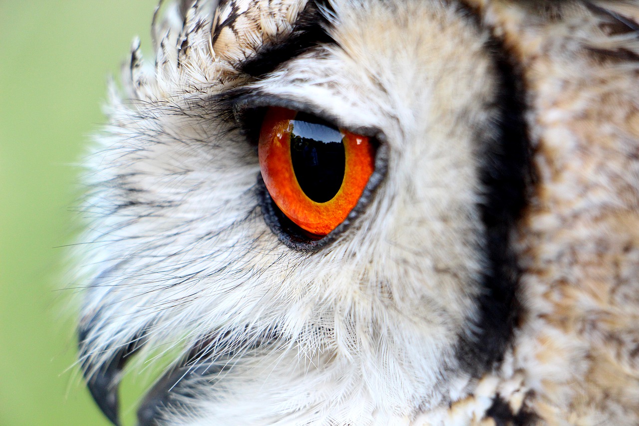 hornugle owl eye free photo