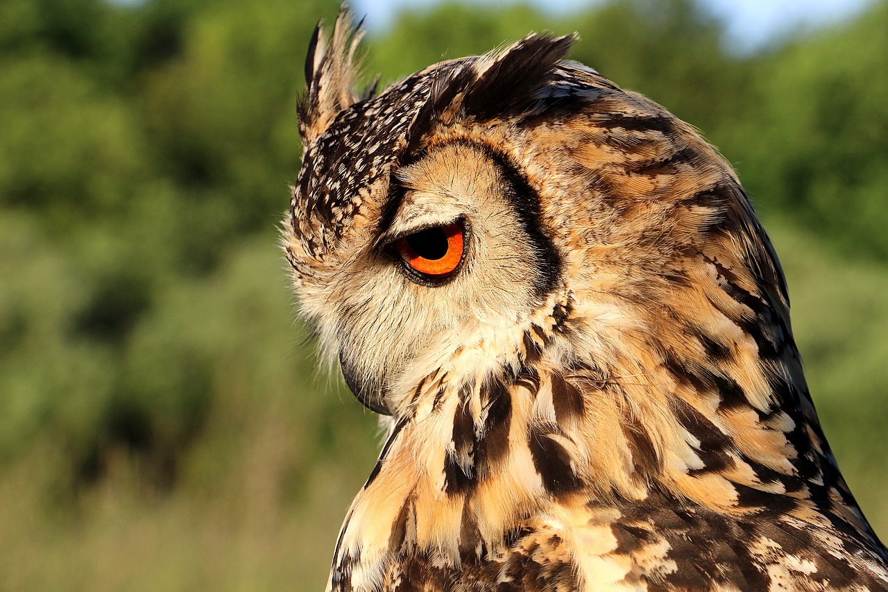 hornugle owl evening free photo