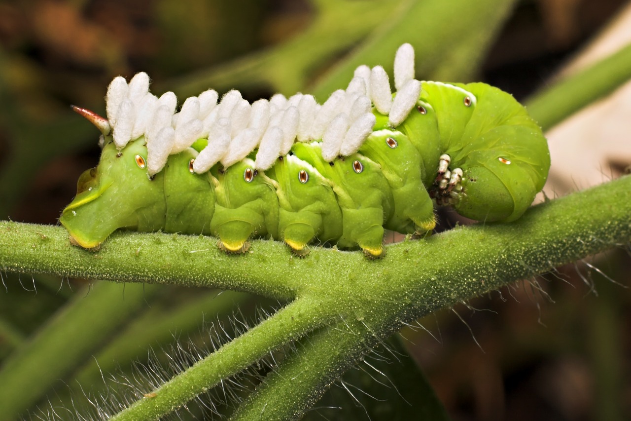 hornworm nature insect free photo