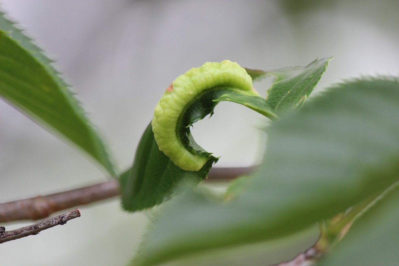 hornworm insect green free photo
