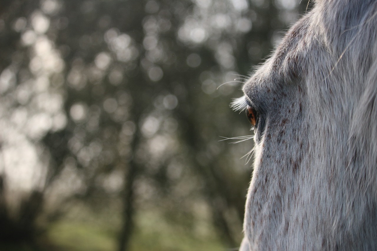 horse mold thoroughbred arabian free photo