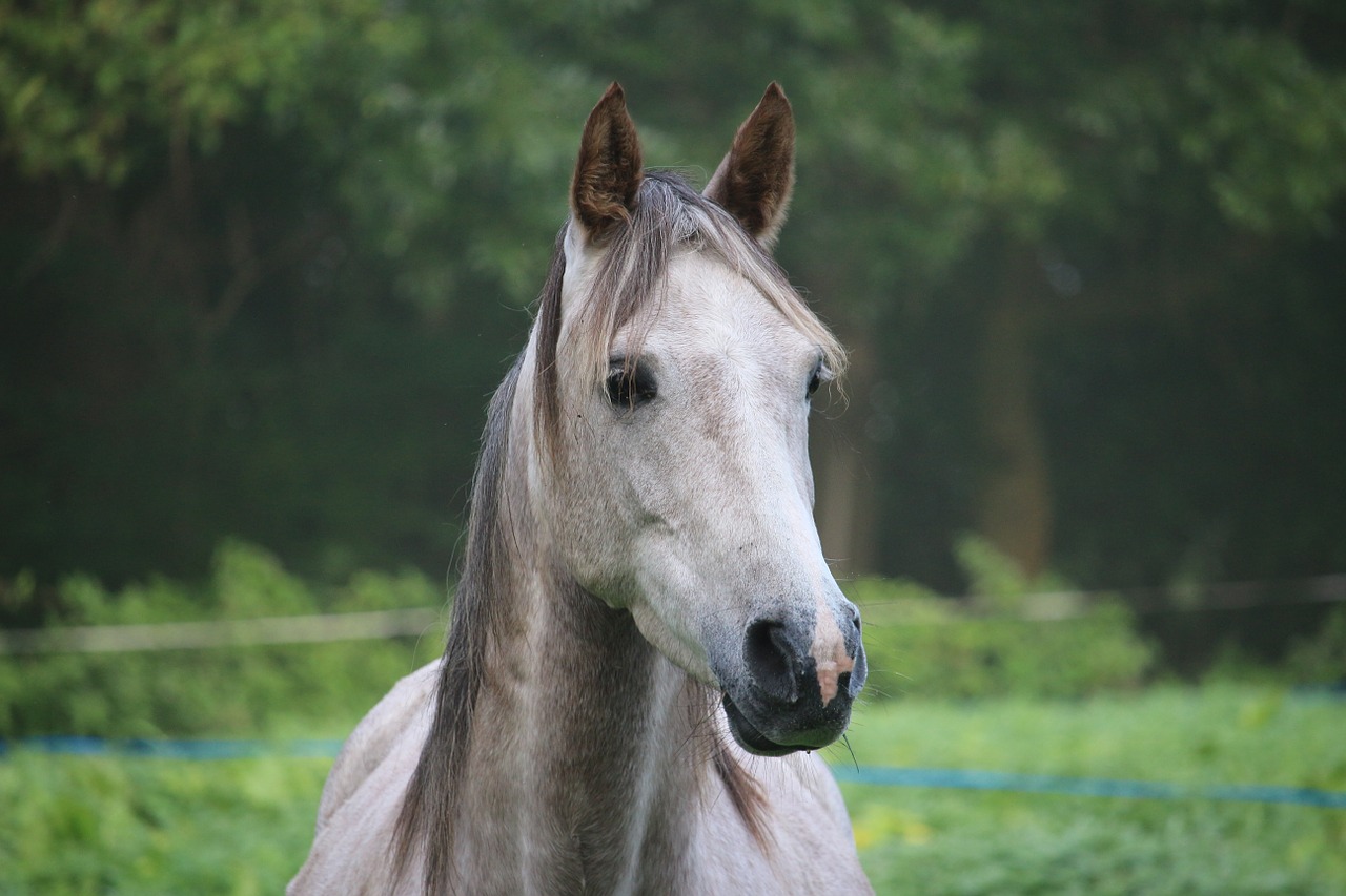 horse mold thoroughbred arabian free photo