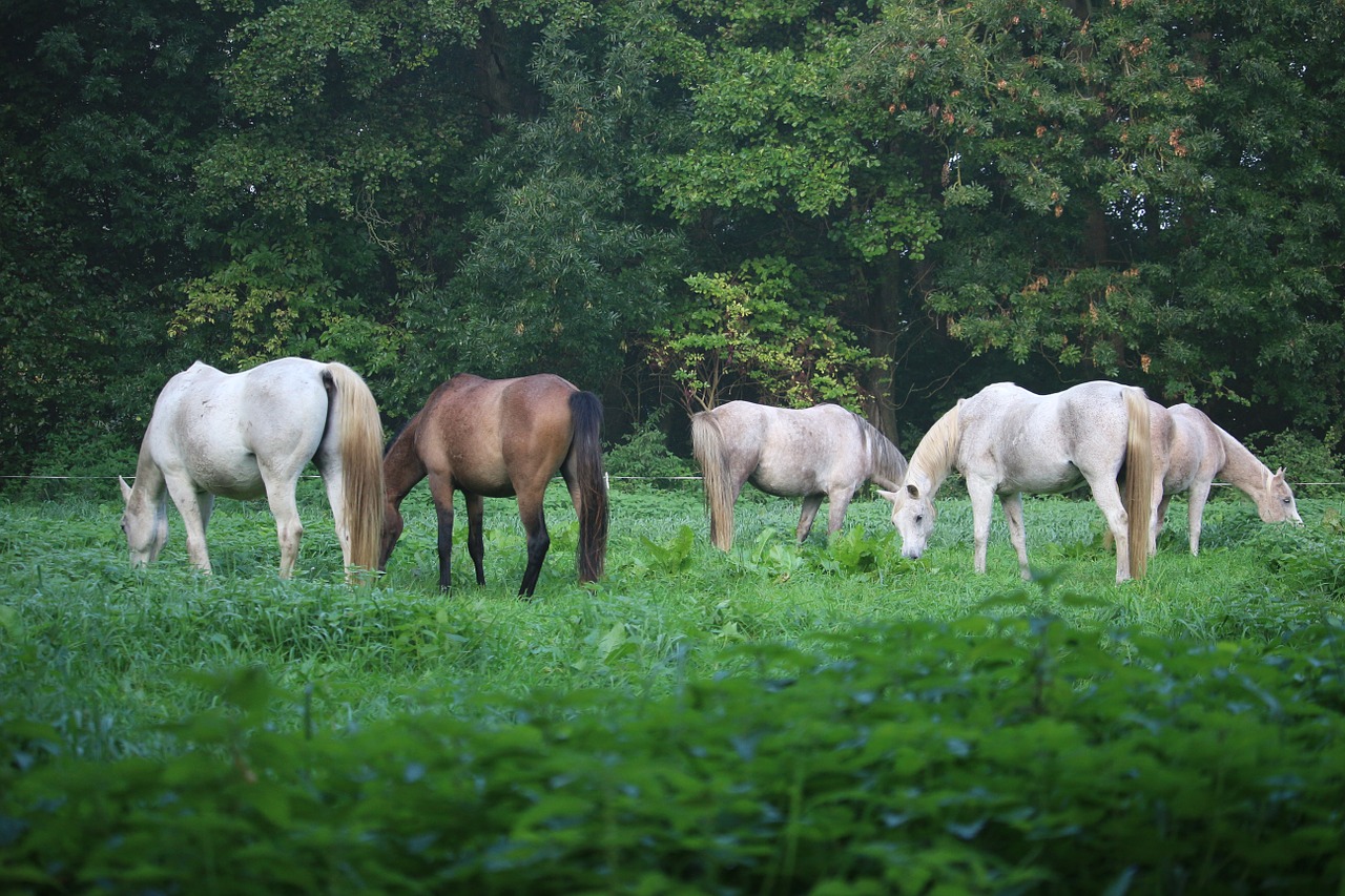 horse mold thoroughbred arabian free photo