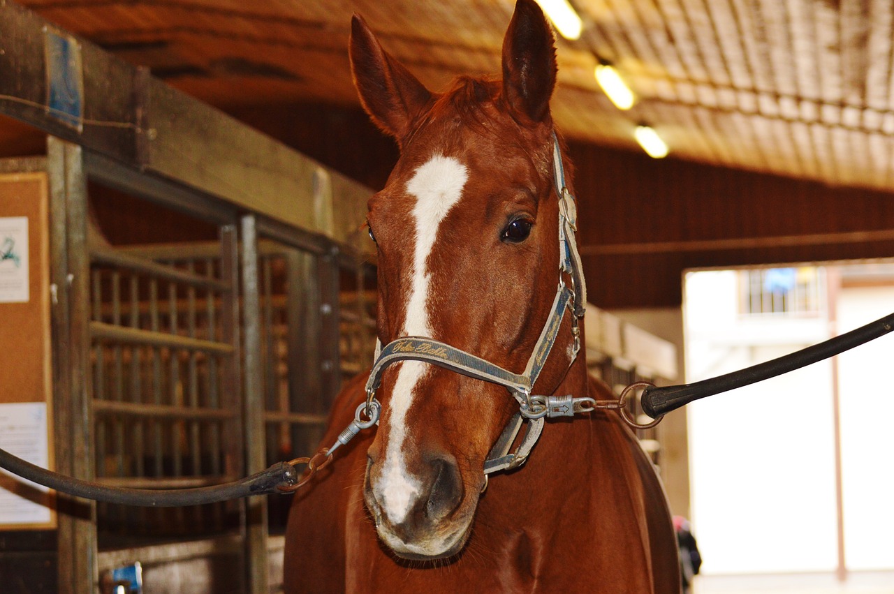 horse animal ride free photo