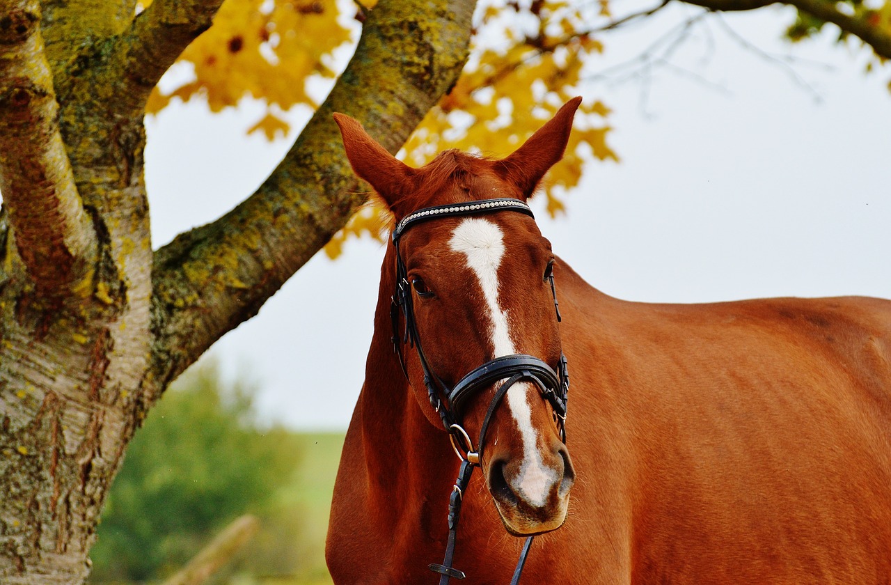 horse animal ride free photo