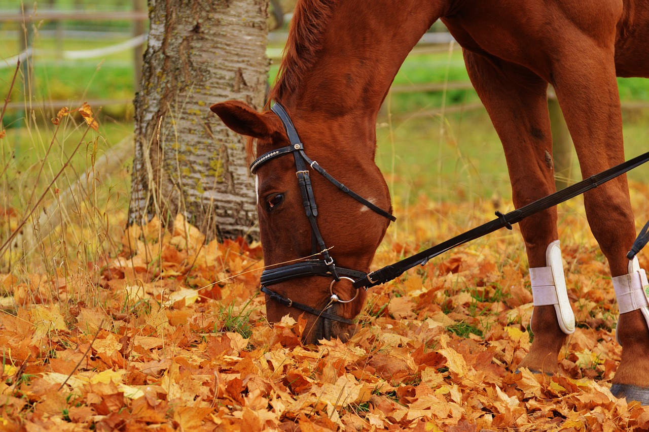 horse animal ride free photo