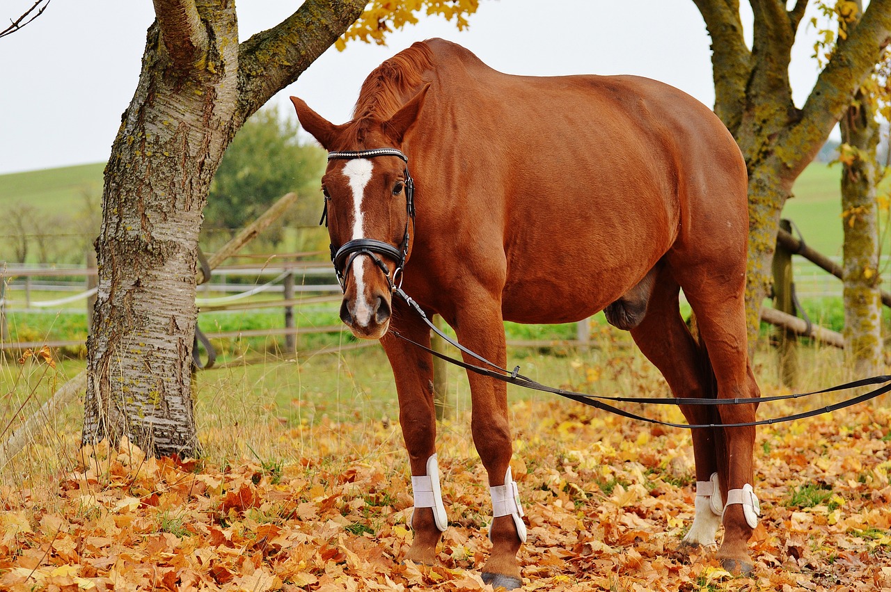 horse animal ride free photo