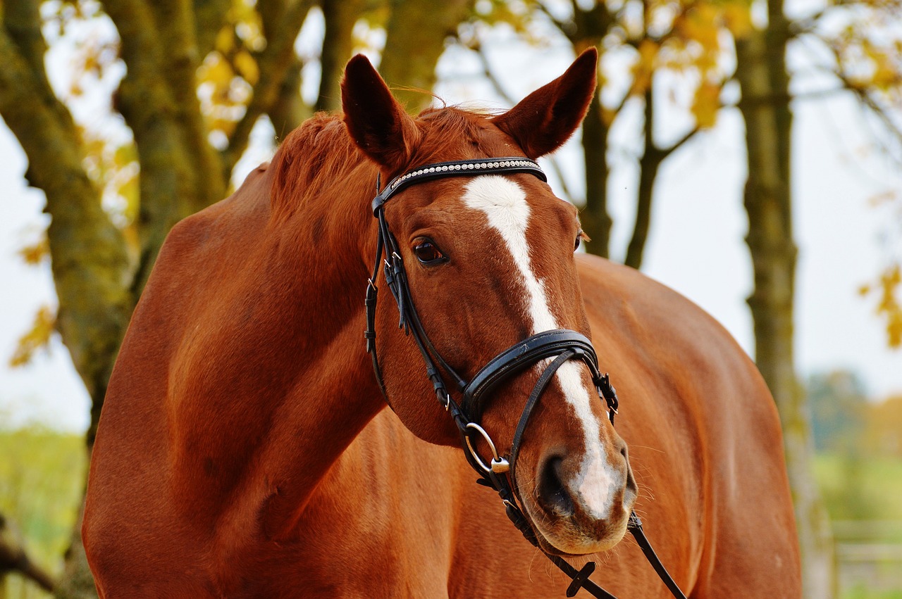 horse animal ride free photo