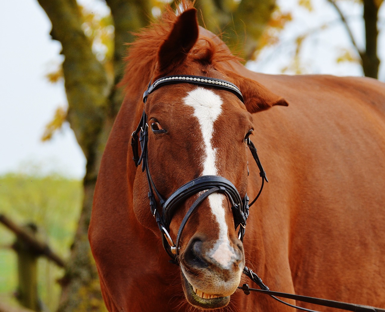 horse animal ride free photo