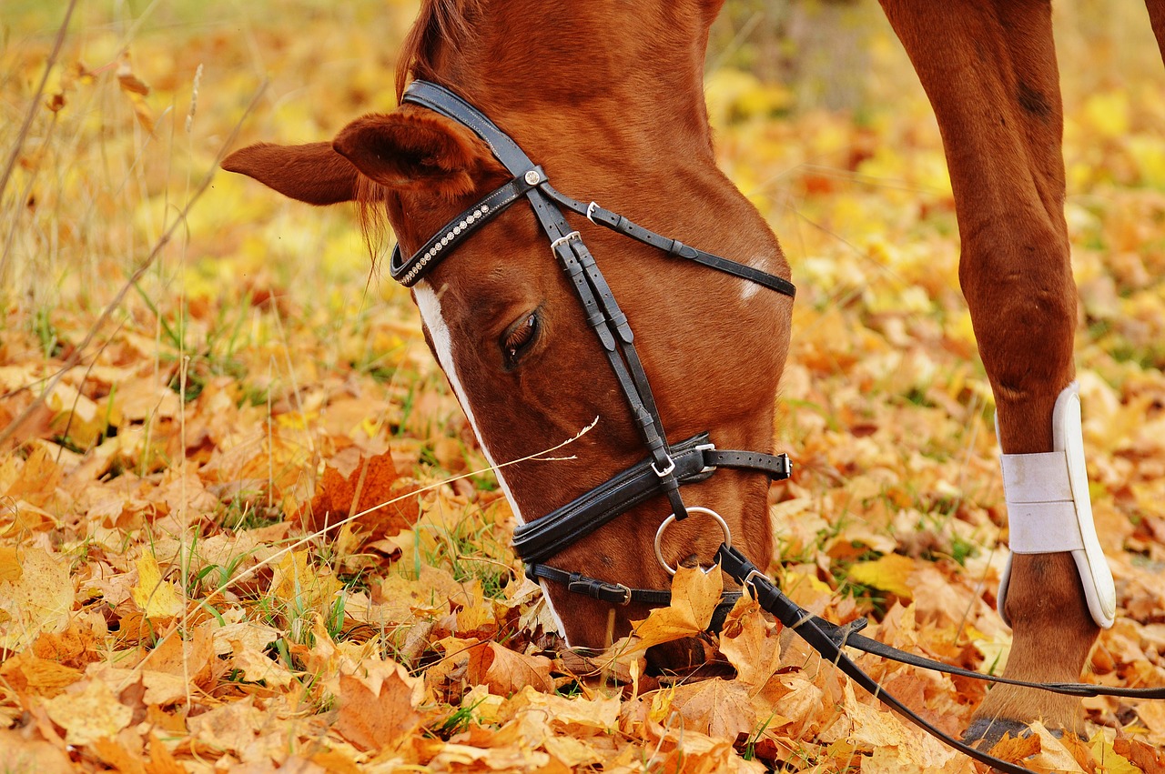 horse animal ride free photo