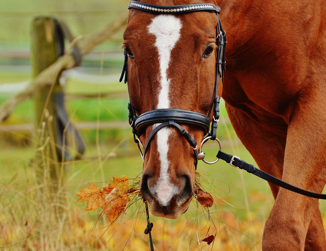 horse animal ride free photo