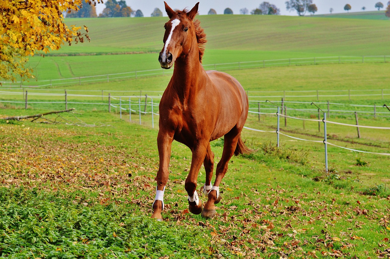 horse animal ride free photo