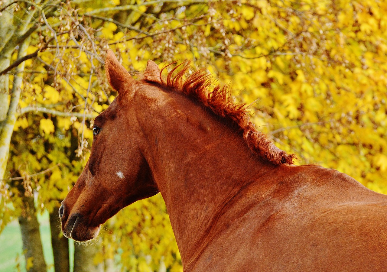 horse animal ride free photo