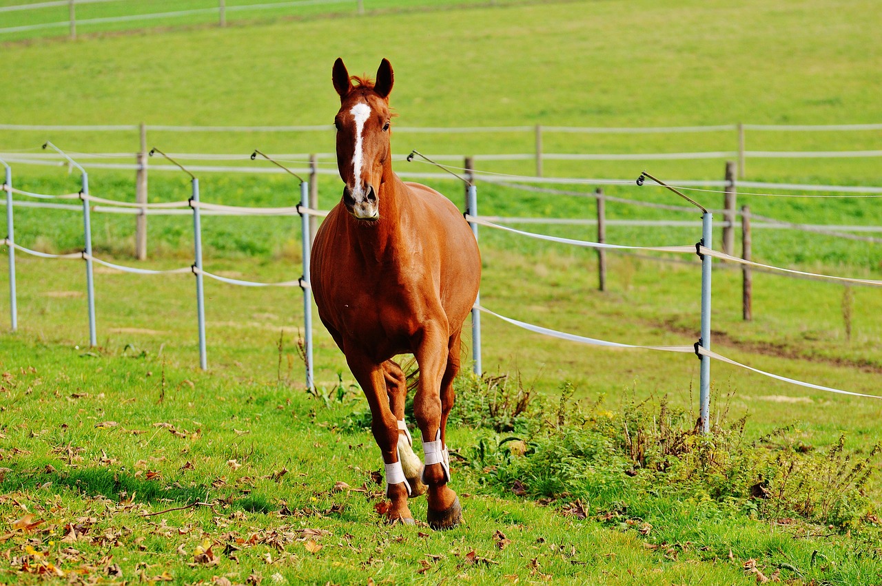 horse animal ride free photo