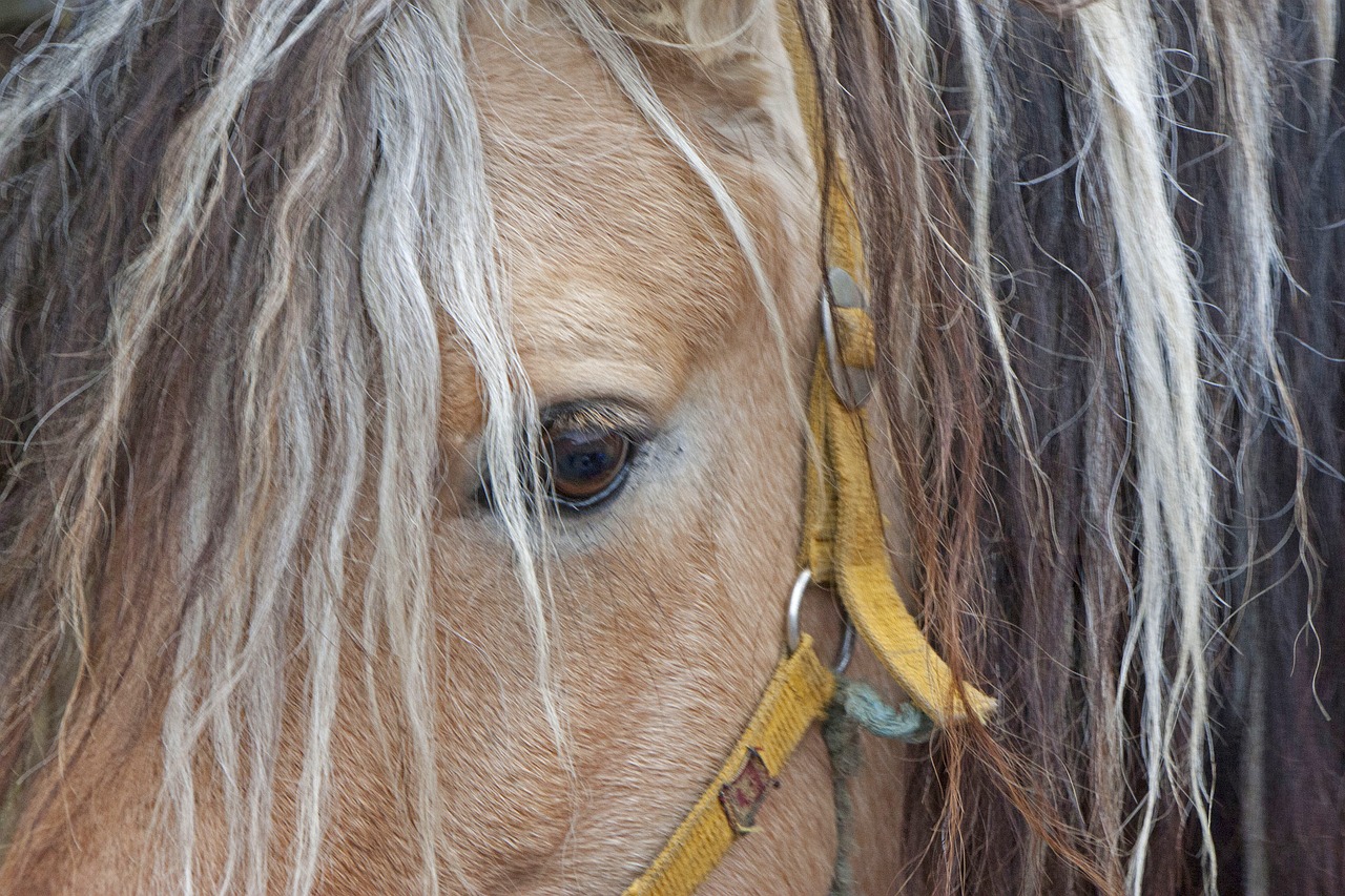 horse horse head eye free photo