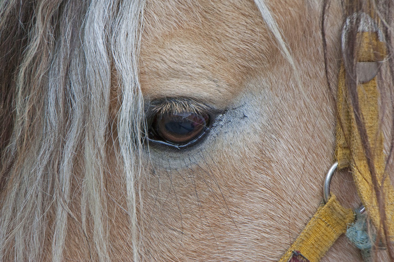 horse horse head eye free photo