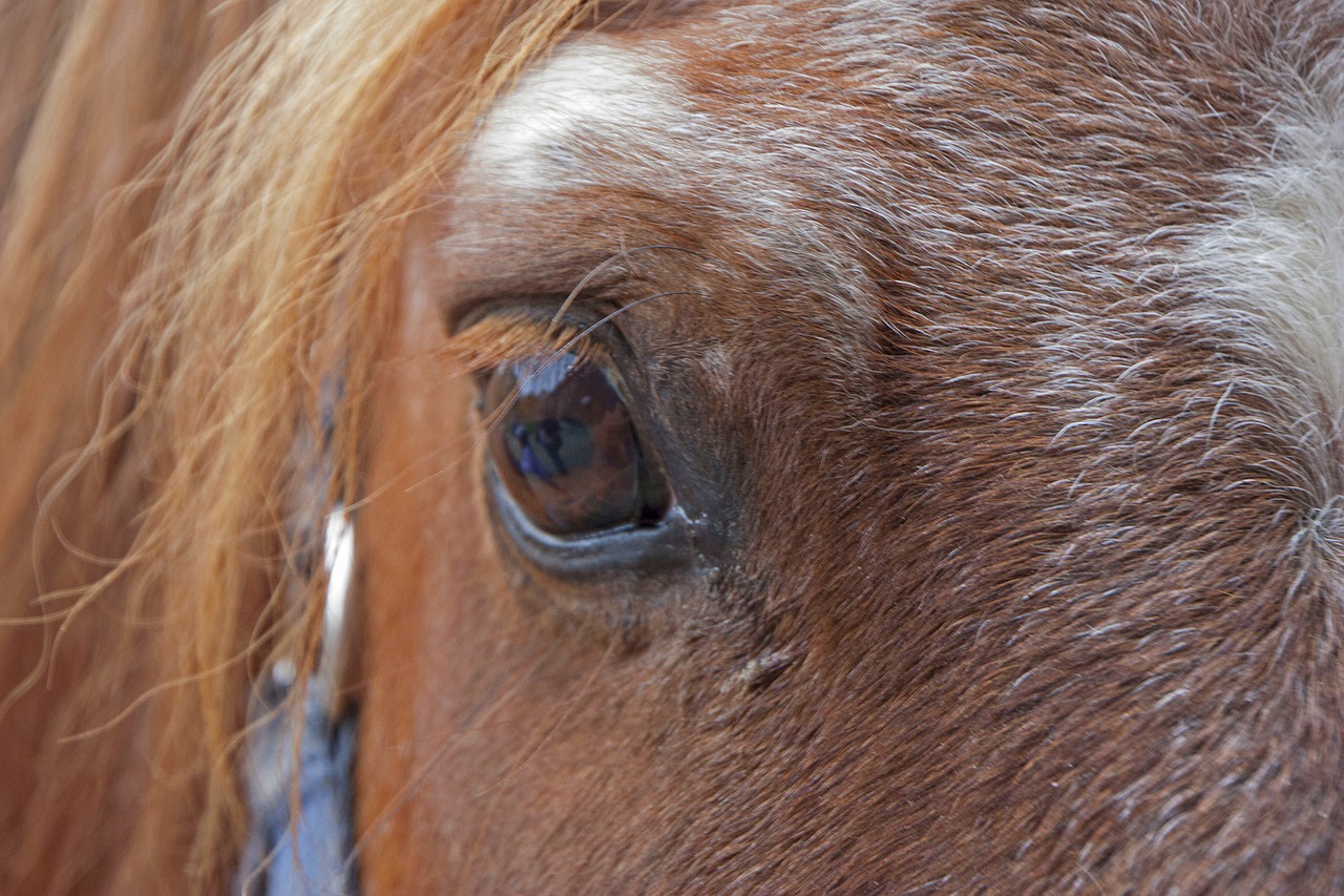 horse horse head eye free photo