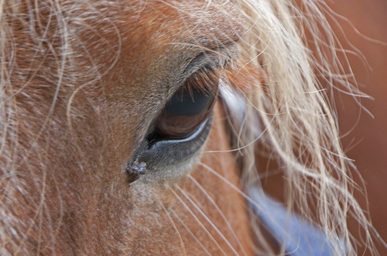 horse horse head eye free photo