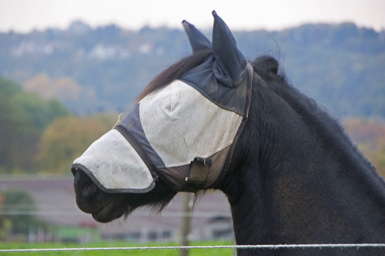 horse scheu eye protection free photo