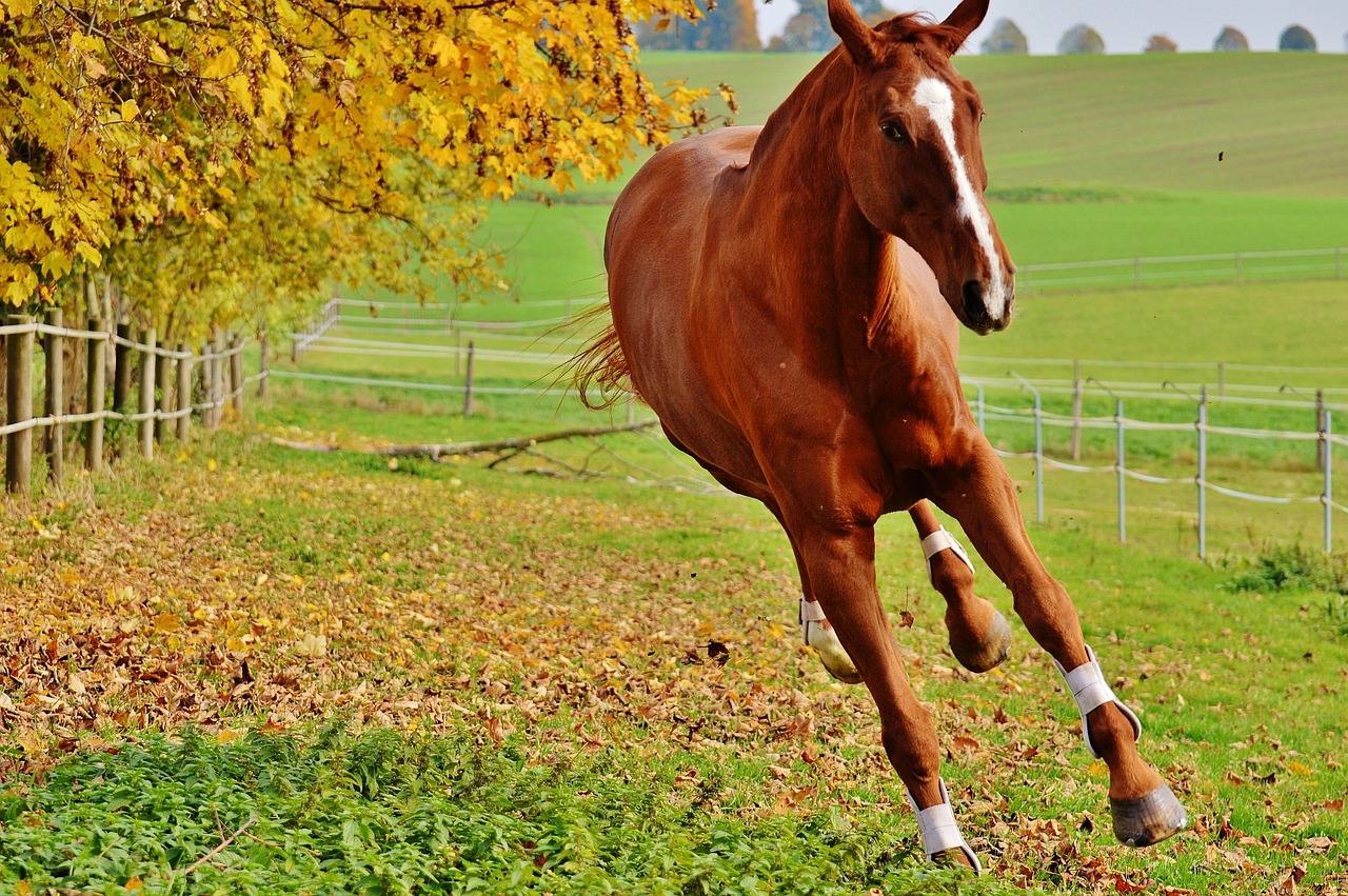 horse animal ride free photo