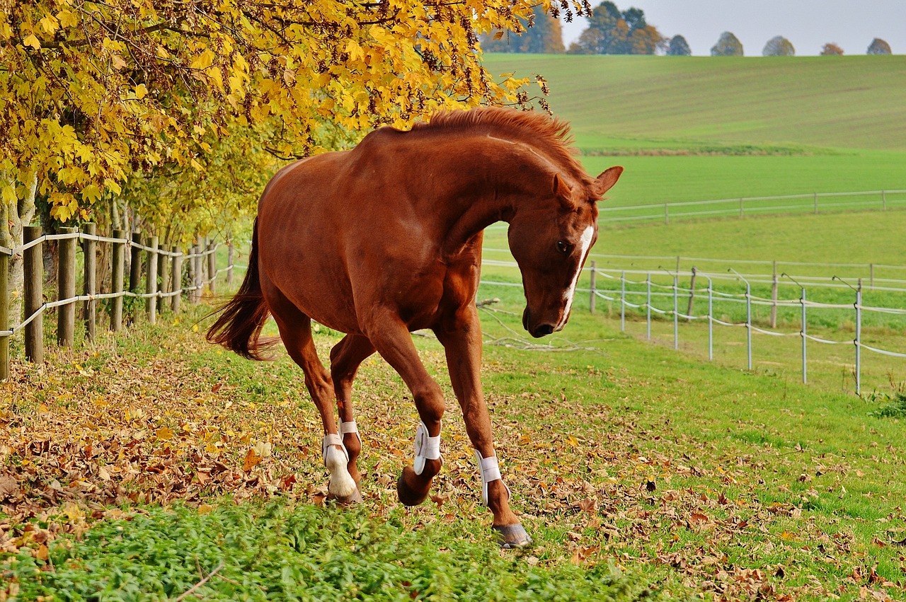 horse animal ride free photo