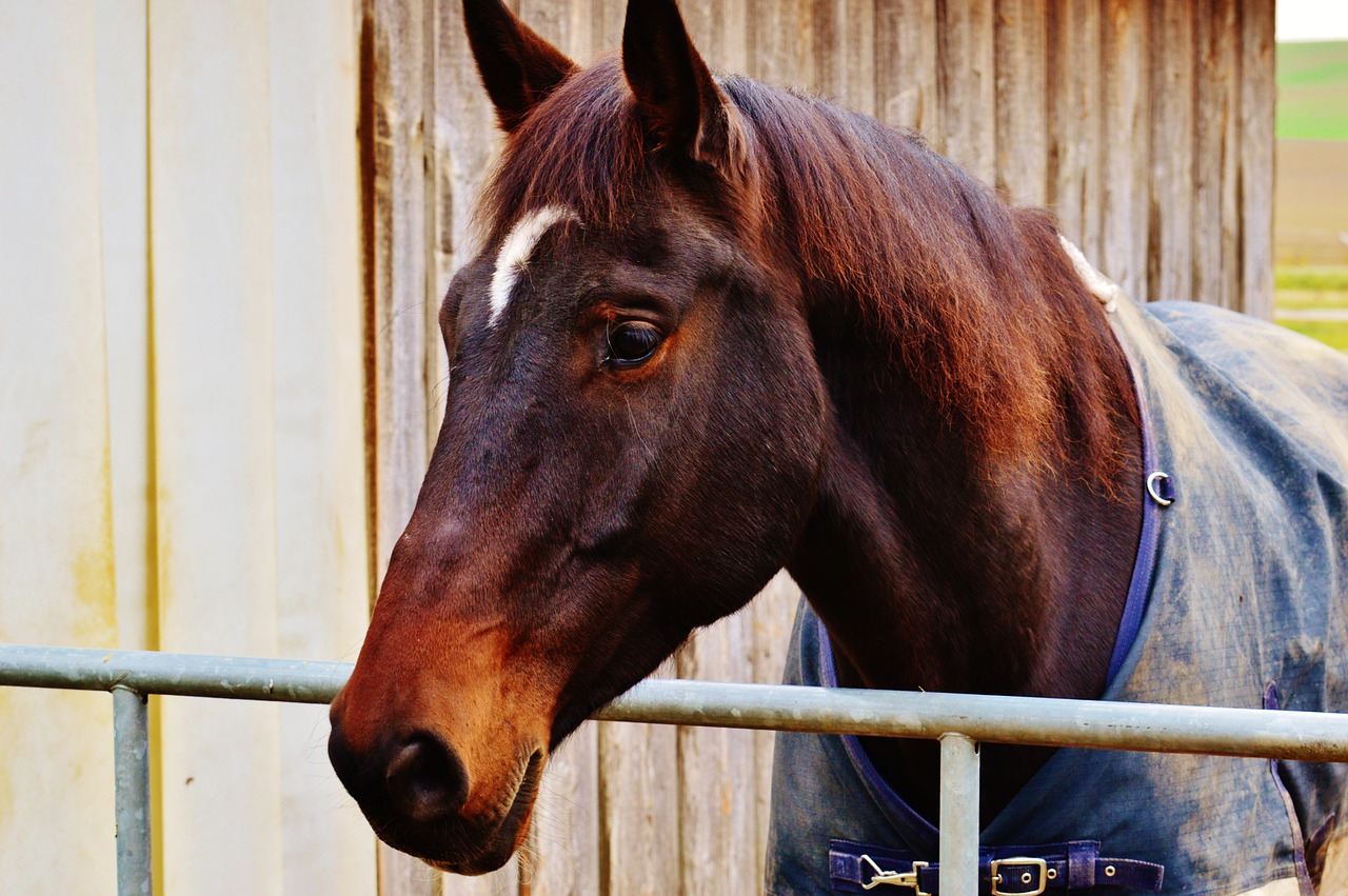 horse animal ride free photo