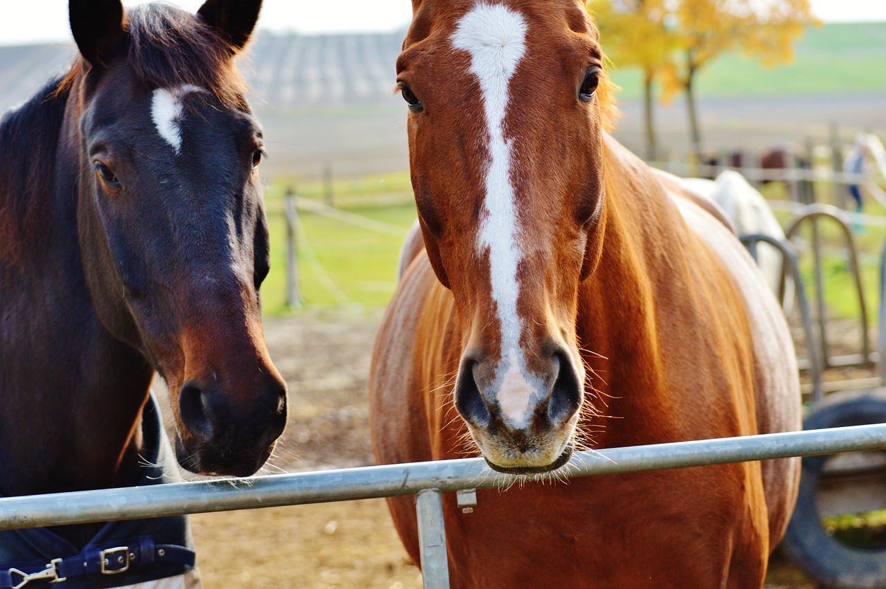 horse animal ride free photo