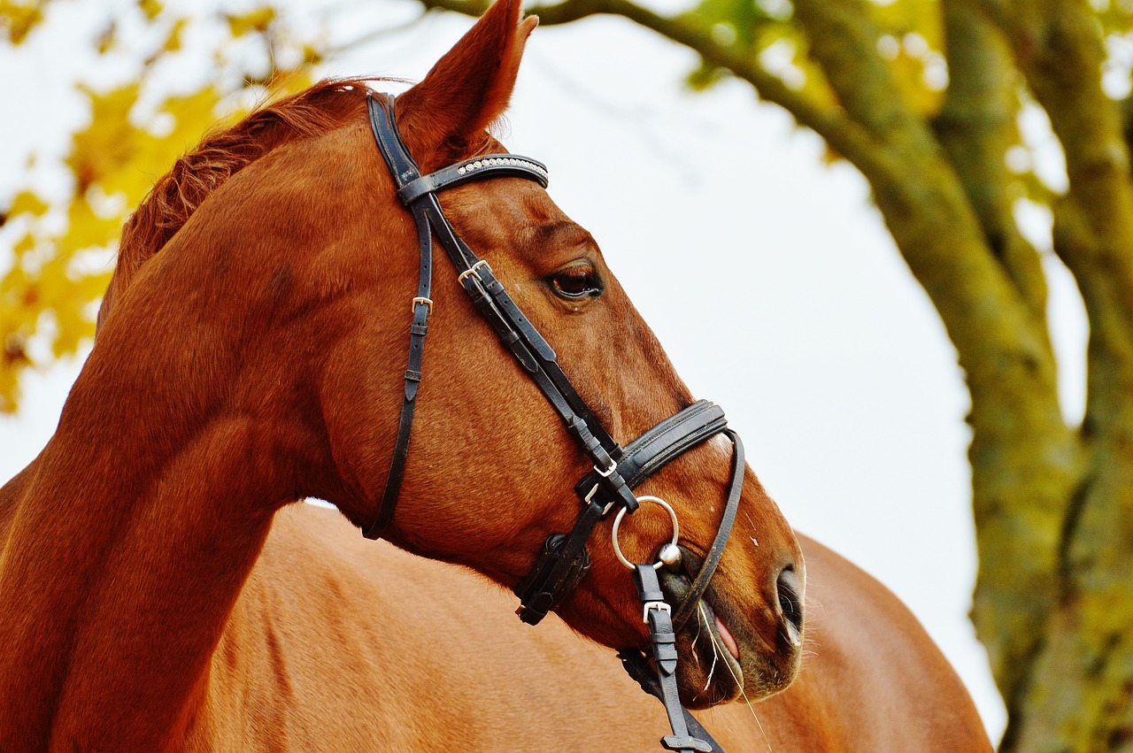 horse animal ride free photo