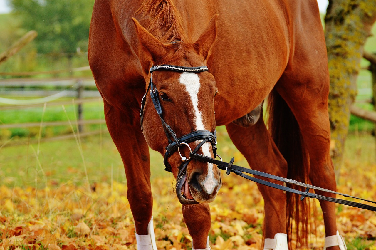 horse animal ride free photo