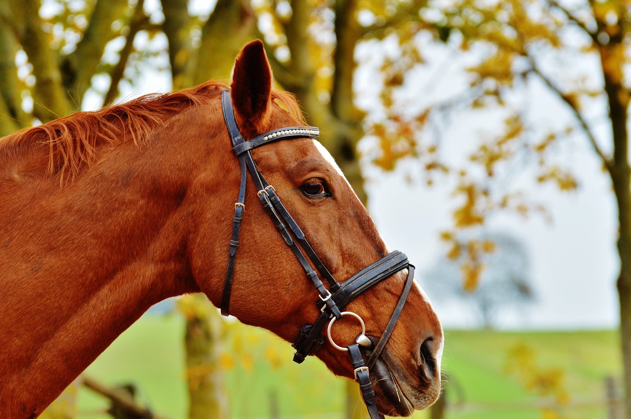 horse animal ride free photo