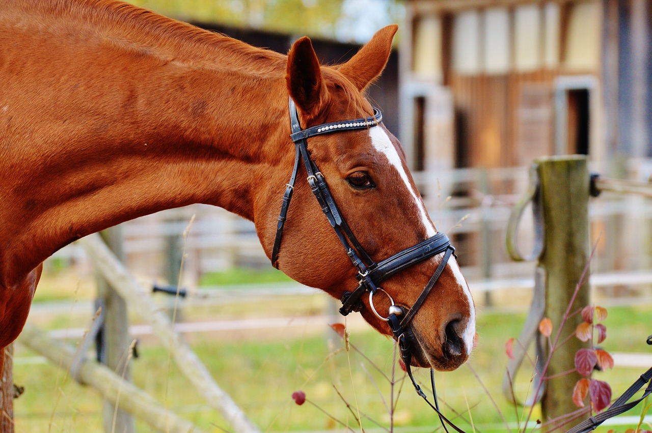 horse animal ride free photo