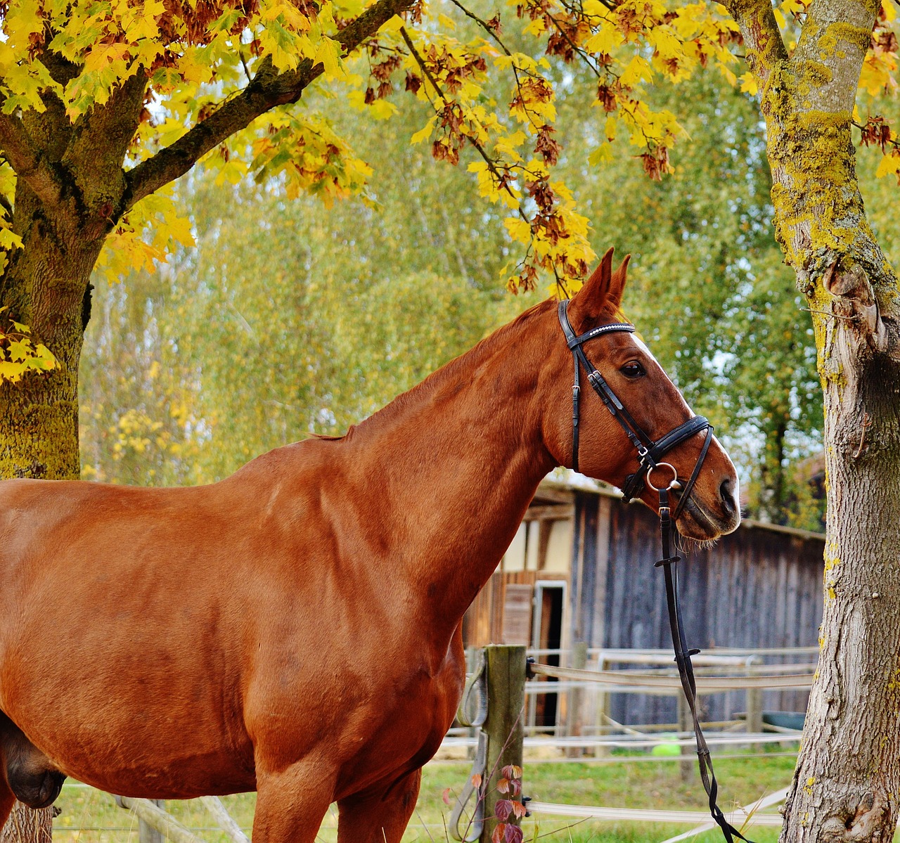 horse animal ride free photo