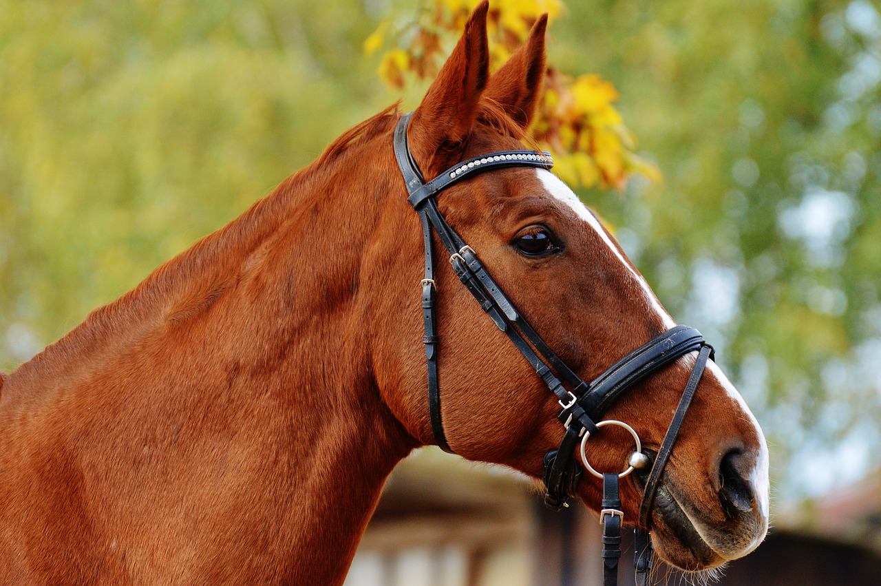 horse animal ride free photo