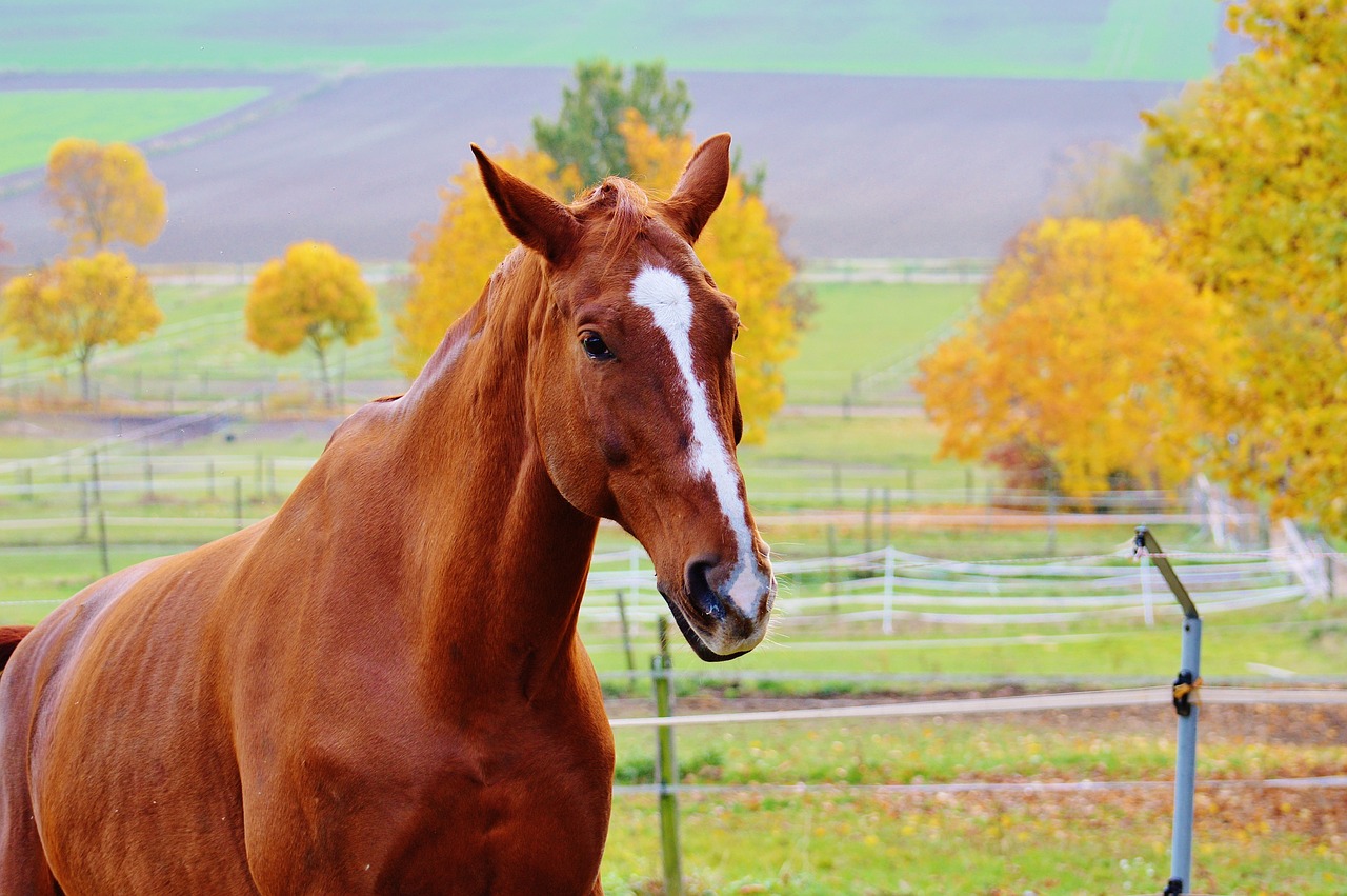 horse animal ride free photo