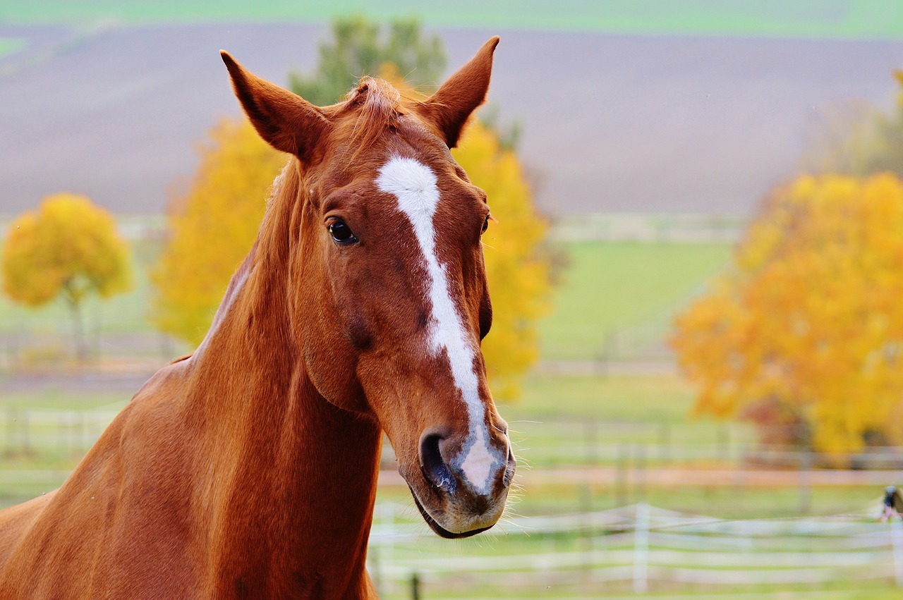 horse animal ride free photo