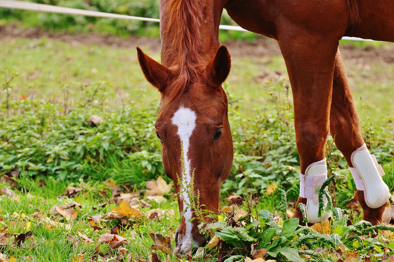 horse animal ride free photo