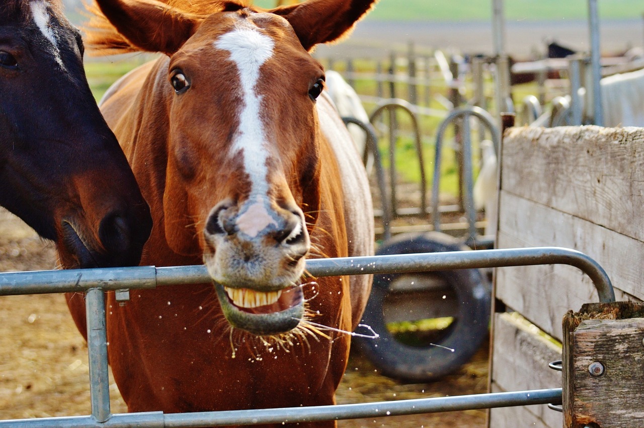 horse animal funny free photo