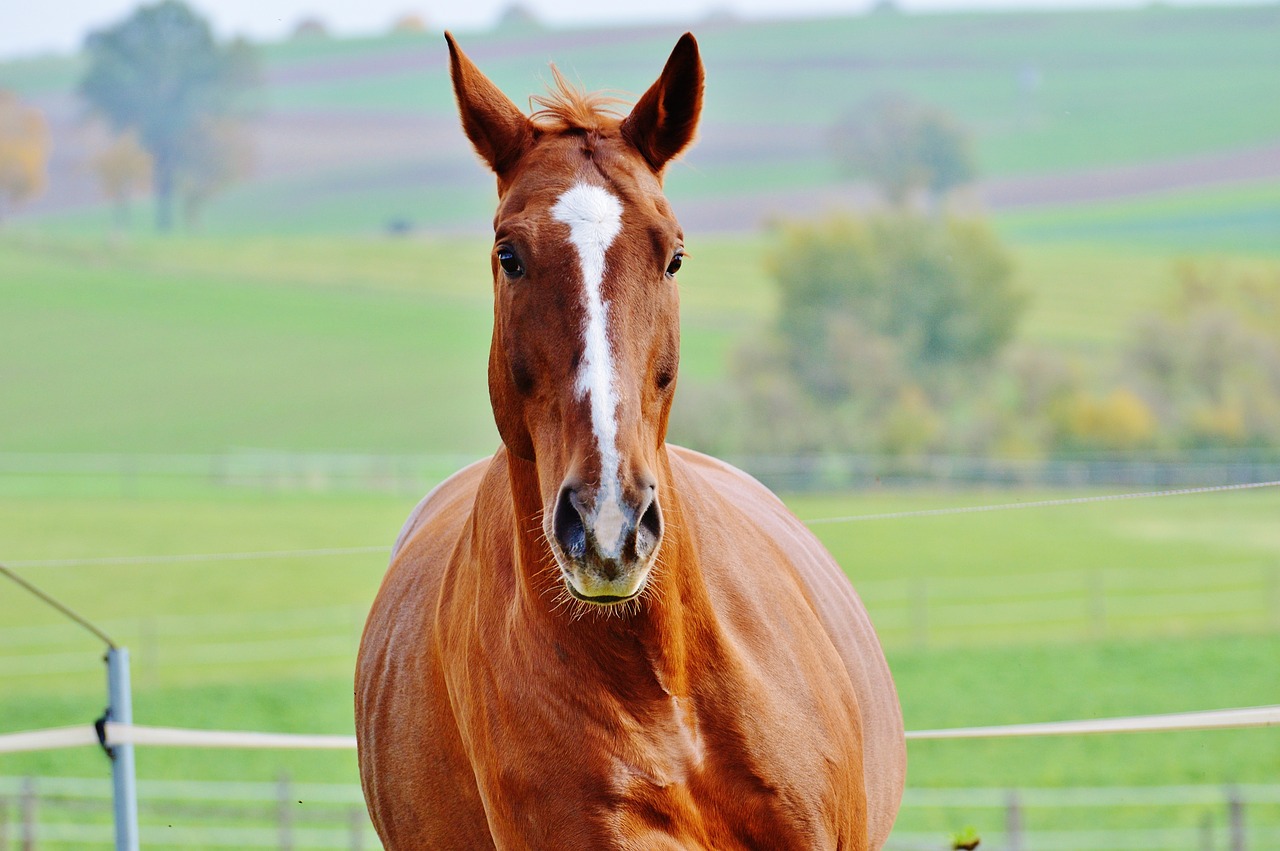 Баварская теплокровная лошадь. Голова лошади. Красивые постройки животных лошади. 0 Класс домашние животные лошадь.